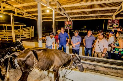 Governador Visitando Os Bois   Búfalos E Cavalos